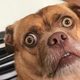 Imagen para el artículo titulado Bacon, el perro extremadamente preocupado es el meme viral que necesitábamos